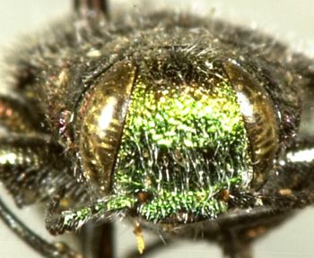 Media type: image;   Entomology 24443 Aspect: head frontal view